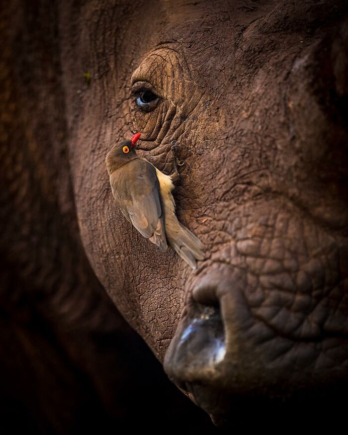 Wildlife photo of a bird perched on a rhino's face, showcasing the intricate details of the rhino's eye and skin texture.