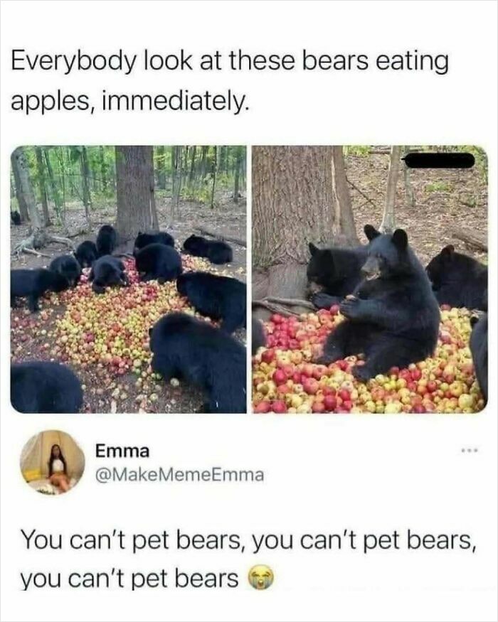 Bears munching on apples humor meme tailored for women, highlighting the charm of wildlife through funny, relatable captions.