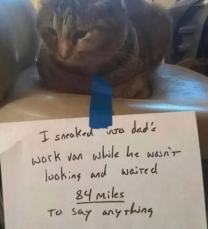 Random cat lounging on a chair with a humorous note taped below.