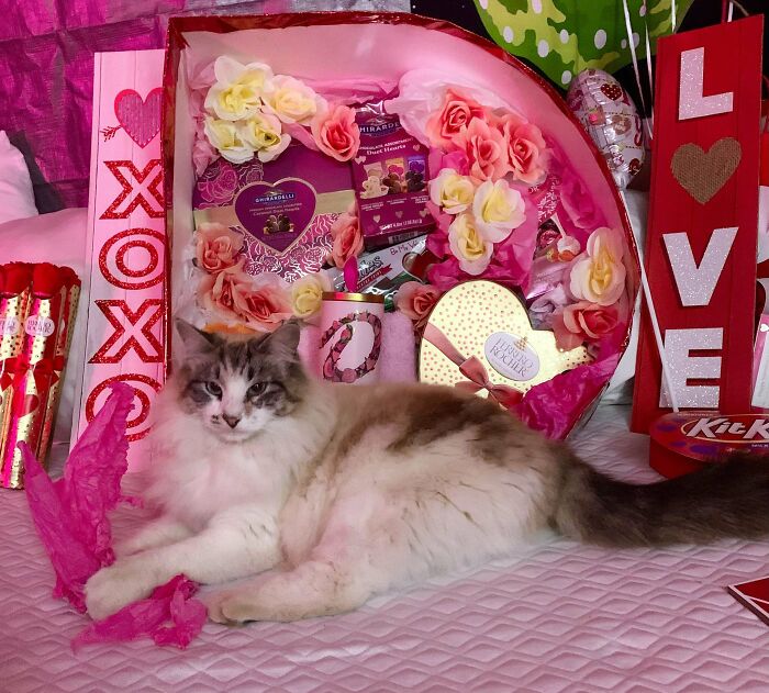 Cat lounging with Valentine’s Day gifts, including roses, chocolates, and signs reading "XOXO" and "LOVE."