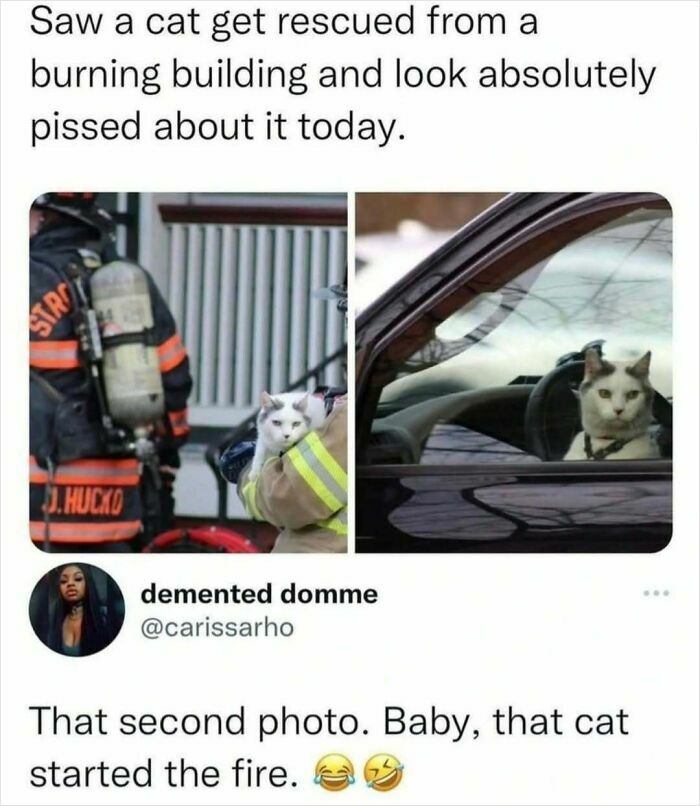 Cat rescued from fire looks grumpy in meme humor for women, with comment suggesting the cat started the fire.