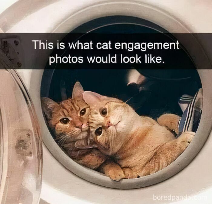 Two cats cozy together inside a washing machine, resembling engagement photos.