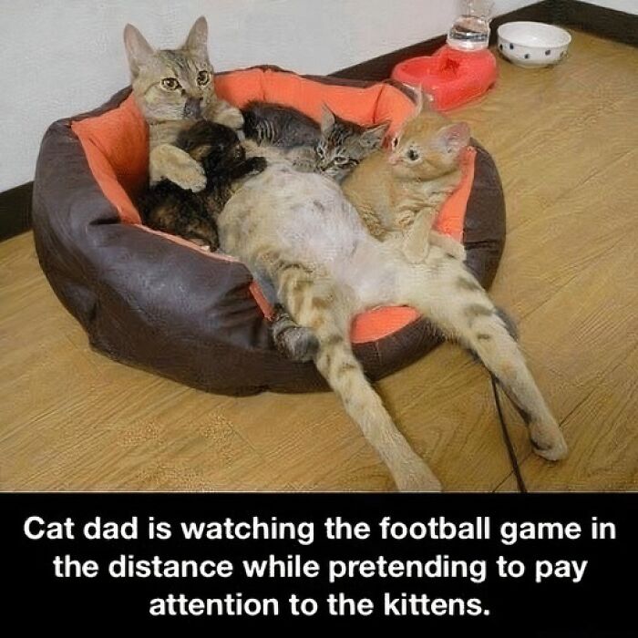 Cat lounging in a bed with kittens, humorously captioned about watching football.