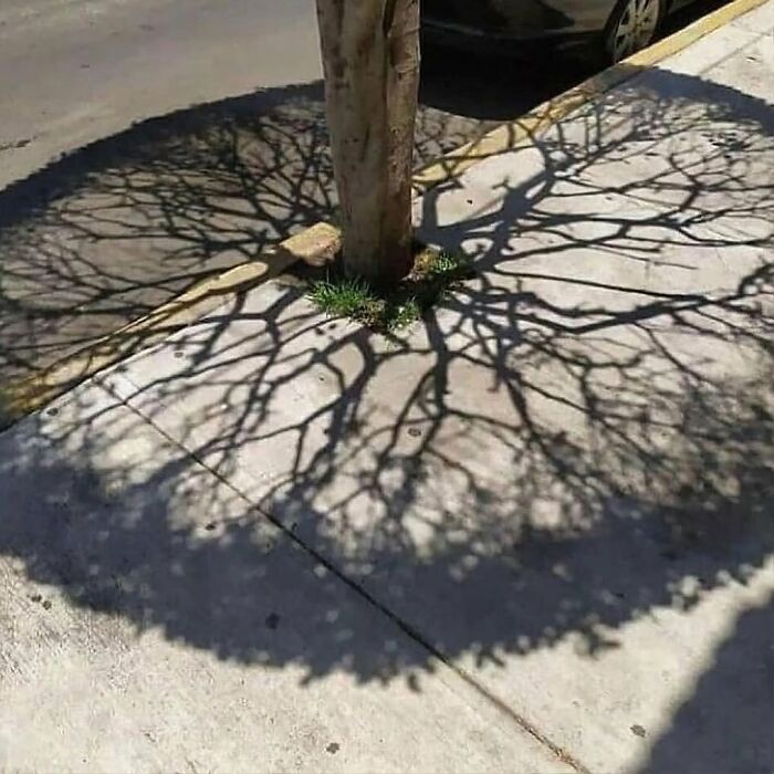 Unique garden feature: Tree casting intricate shadow pattern on pavement, creating a striking visual effect.