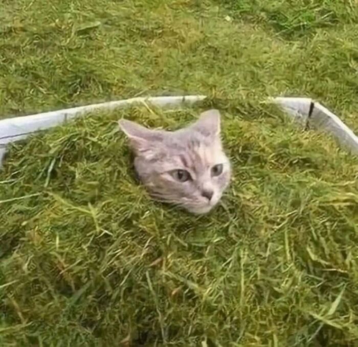 Cat peeking through unique garden design with grass covering its body.