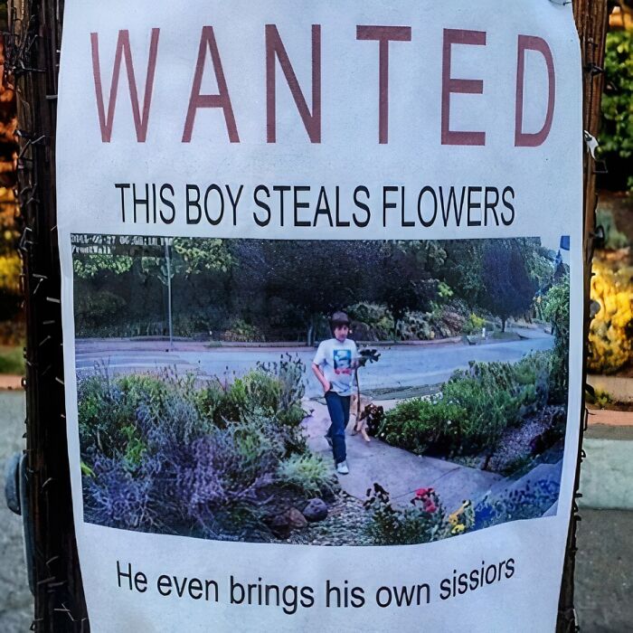 Wanted poster for a boy stealing flowers, highlighting unique garden features with humor.