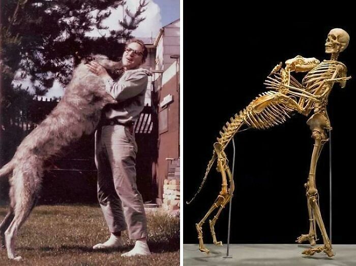 Man playing with large dog; comparison with human and animal skeletons. Interesting facts about sizes.