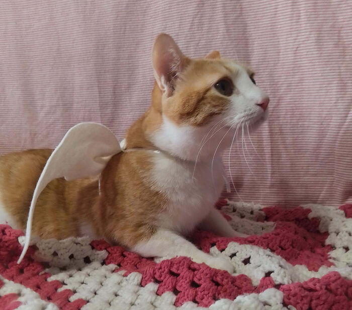 Orange cat with angel wings on a pink and white crochet blanket, perfect Valentine's Day inspiration.