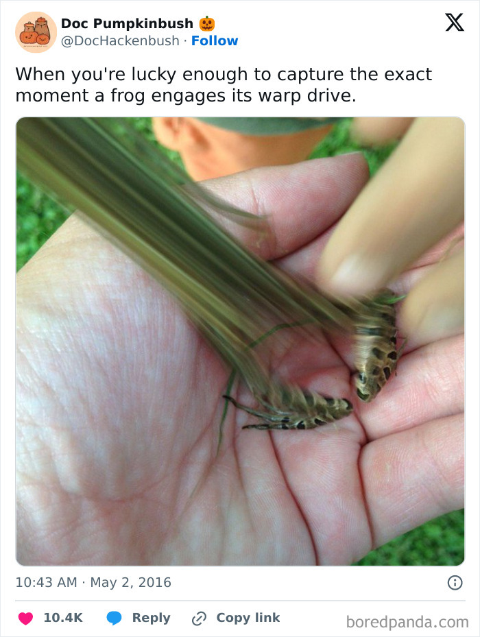 Frog captured mid-jump resembling a "final boss" moment, with legs elongated in a person's hand.