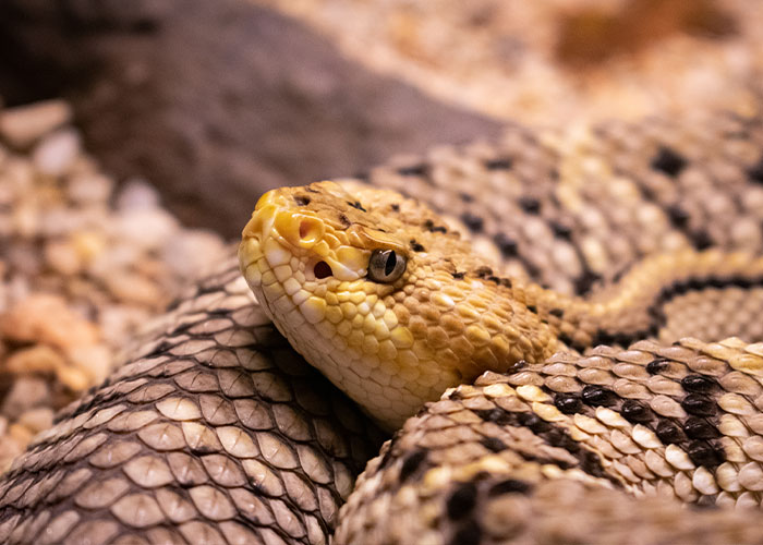 Close-up of a coiled rattlesnake on a rocky path, representing a dangerous encounter on a scary hike.