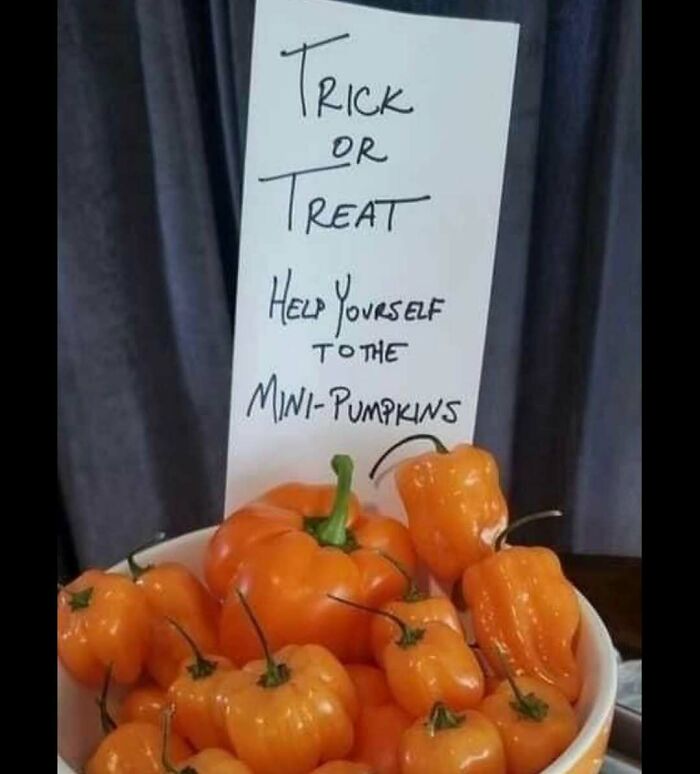 Bowl of orange peppers with a sign humorously labeling them as mini-pumpkins for cooking enthusiasts.