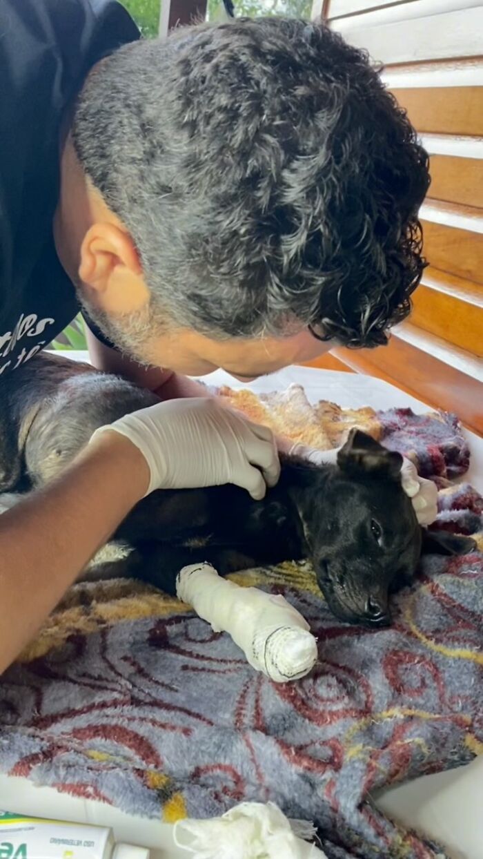 Man caring for a stray dog, tending to its bandaged paw, demonstrating compassion for feeding strays for 25 years.