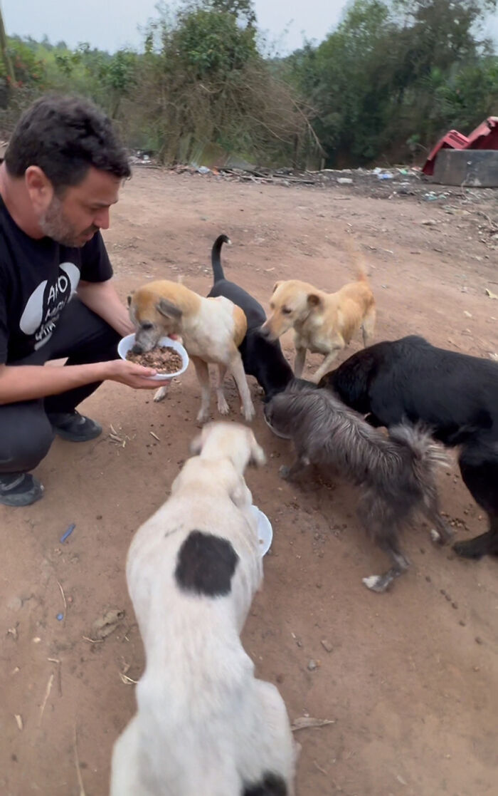 Man feeding stray dogs in a dirt area, surrounded by trees and debris.