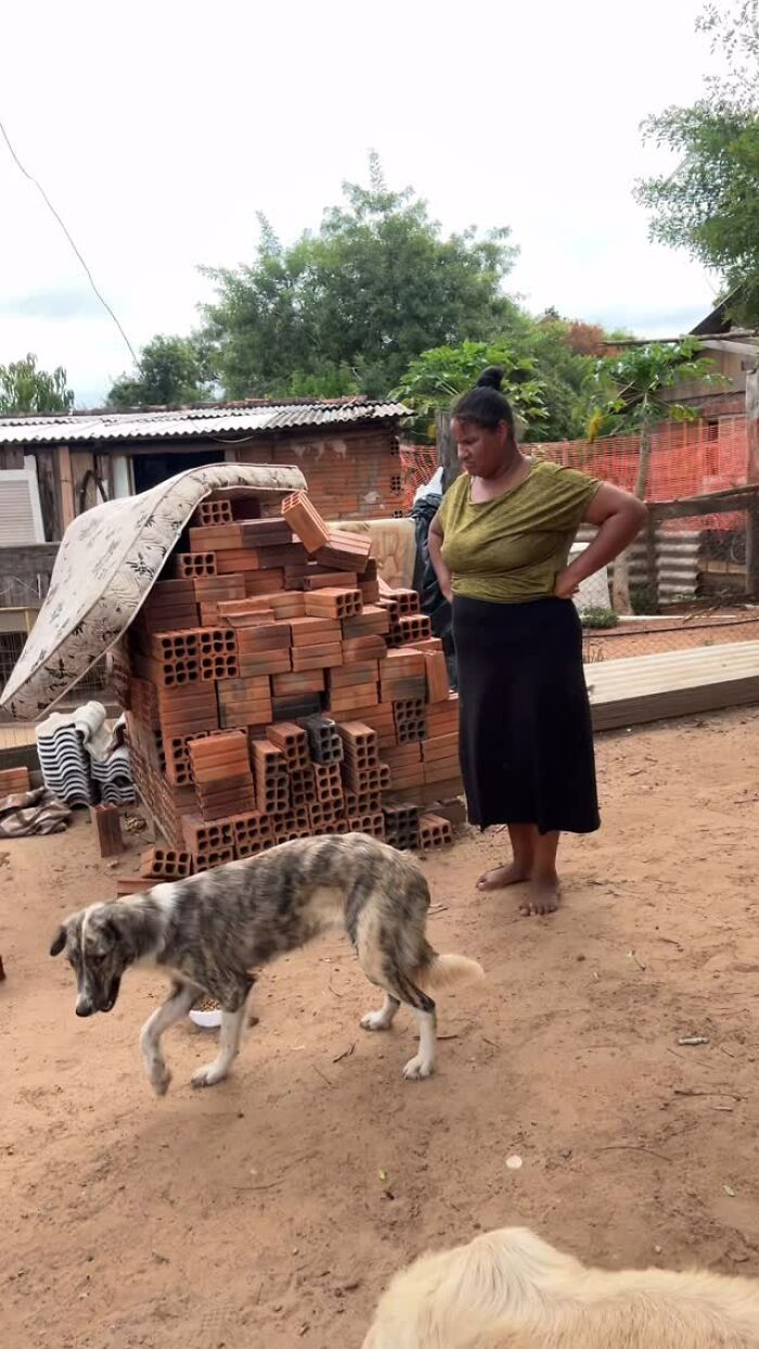 \"Person observing stray dogs by a stack of bricks, embodying heroism in feeding them for 25 years.\