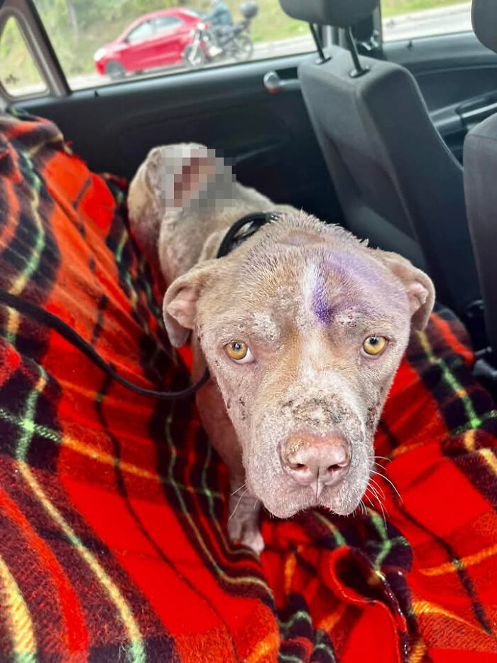 Rescued pit bull lying on red tartan blanket in a car, looking towards the camera.