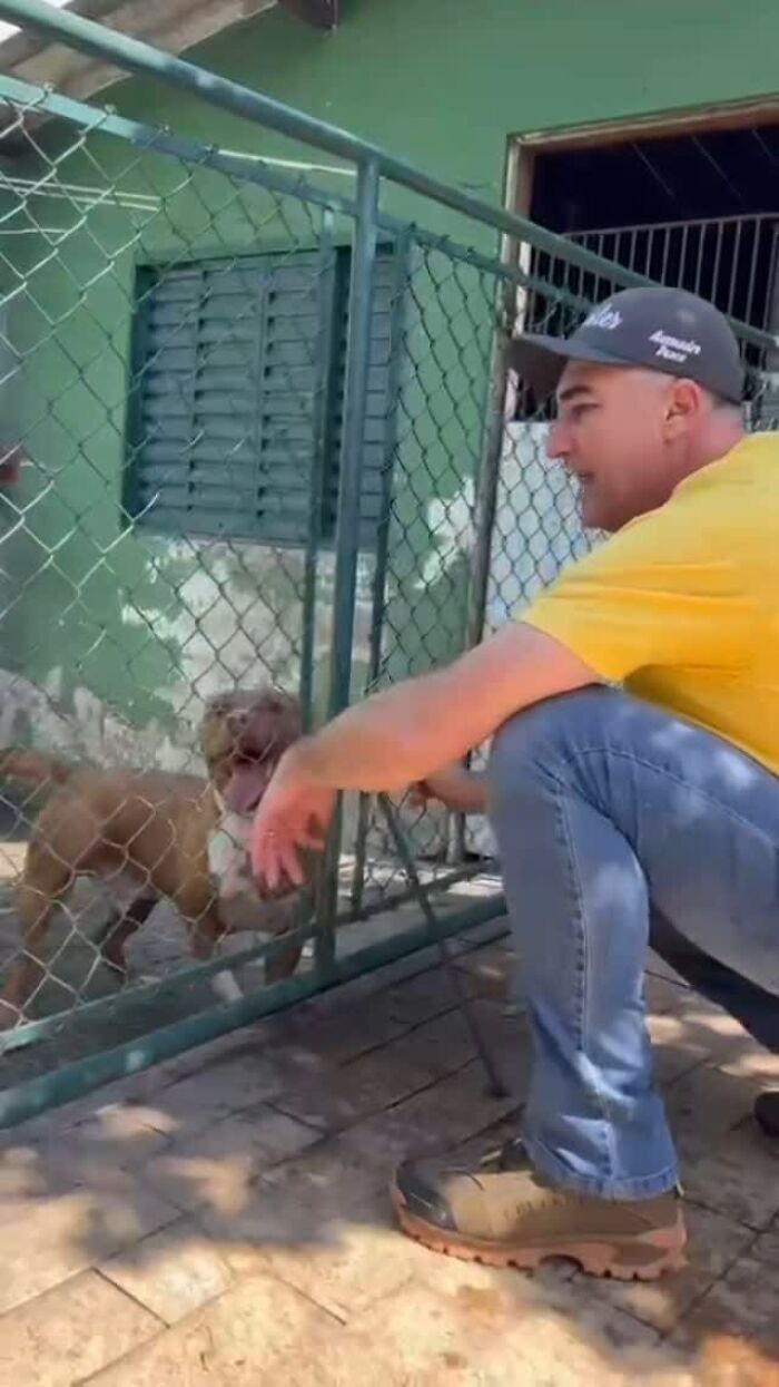 A man in a yellow shirt crouches by a fence, interacting with a Pit Bull at a rescue shelter.