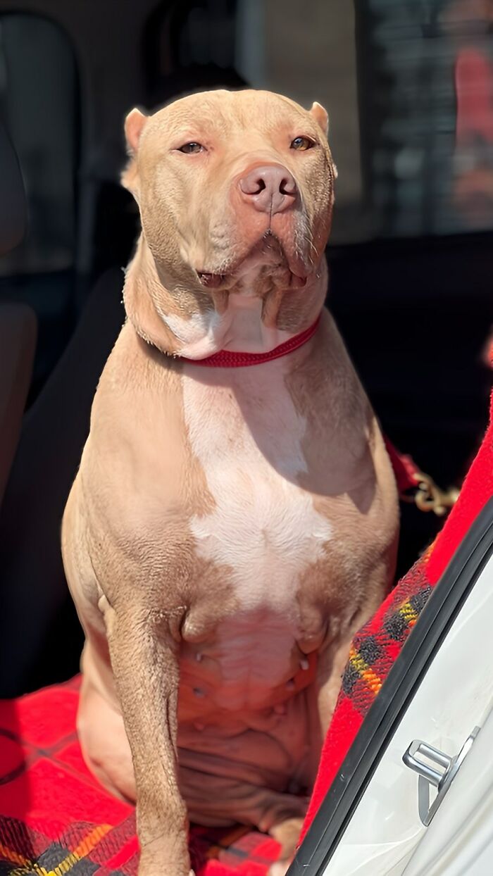 Pit Bull sitting on a red blanket inside a car, symbolizing rescue efforts against debt challenges.