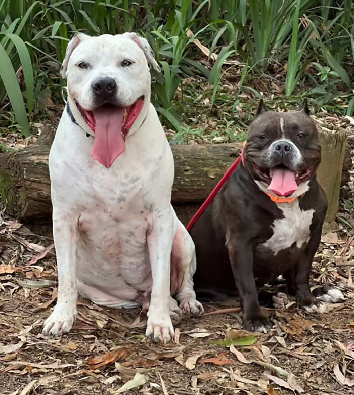 Two pit bulls sitting outdoors, a white and a black one, smiling and leashed.