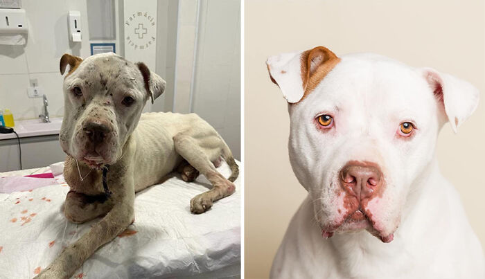 Pit bull rescue transformation showing a dog\'s recovery from poor health to wellness; highlighting debt challenges for rescues.