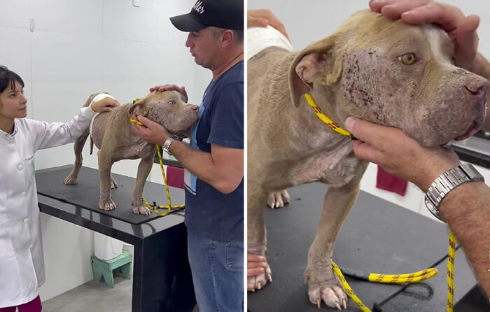 Man and vet with rescued pit bull at a clinic, highlighting rescue efforts amid debt challenges.