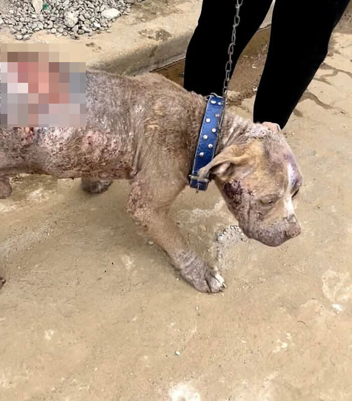 Rescued pit bull with a blue collar, standing on a dirt path, showcasing the importance of pit bull rescue efforts.