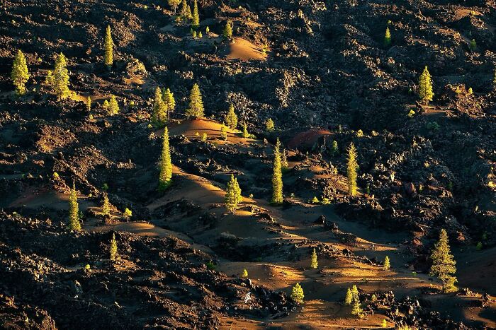 Intimate landscape photo showcasing trees on rugged terrain, highlighting textures of nature.