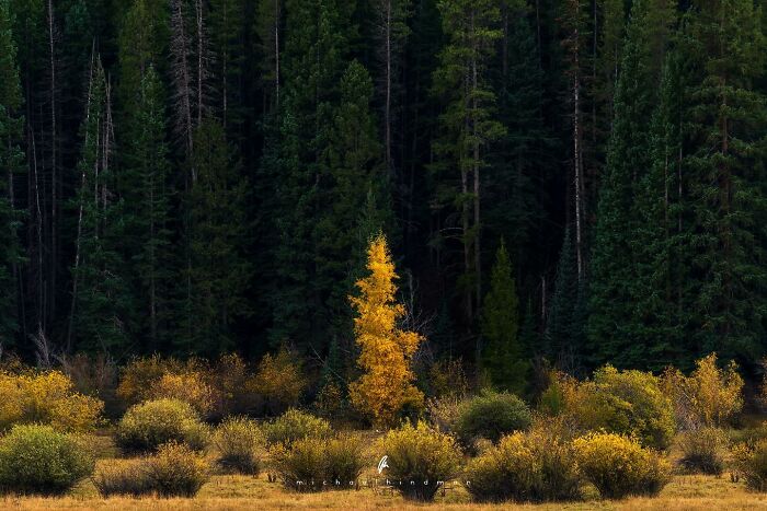 Intimate landscape featuring a vibrant yellow tree surrounded by lush evergreens and dense foliage.