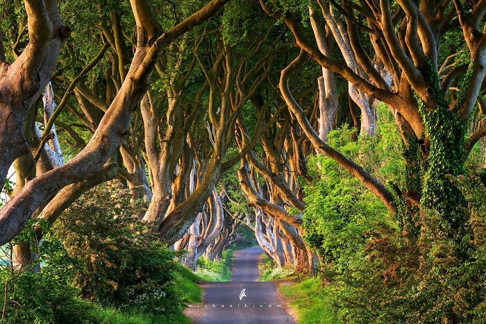 Intimate landscape of a tree-lined avenue with interlocking branches creating a natural tunnel effect.