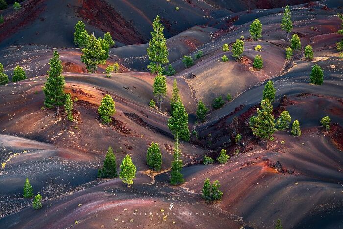 Intimate landscape with vibrant green trees on colorful, undulating terrain, capturing nature's textures.