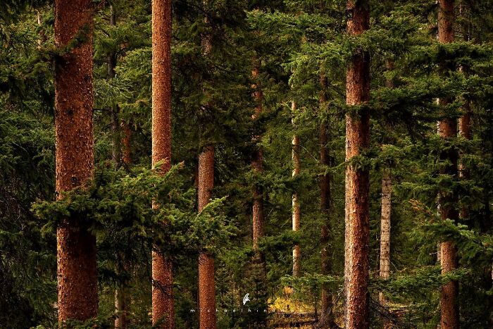 Intimate landscape photo of a dense forest, capturing the textures of nature with tall trees and lush greenery.