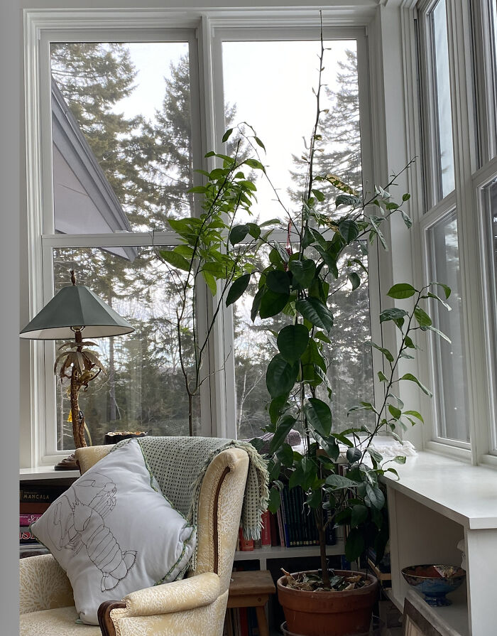 Orange Trees I Started From Pips! The One On The Left Lost All It's Leaves In The Move From Ct To Maine, They Are Coming Back. The One On The Right Lost A Few, I'm Not Worried. I Started Them 10 Years Ago, I'm Hoping With More Light, Maybe They'll Produce At Least Flowers??