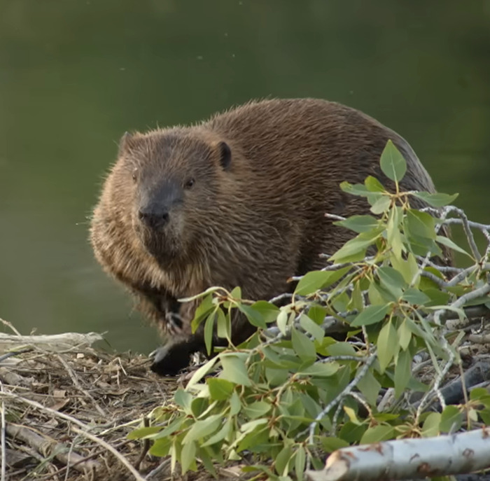 Beaver building a dam with branches, showcasing natural engineering skills in a serene environment.