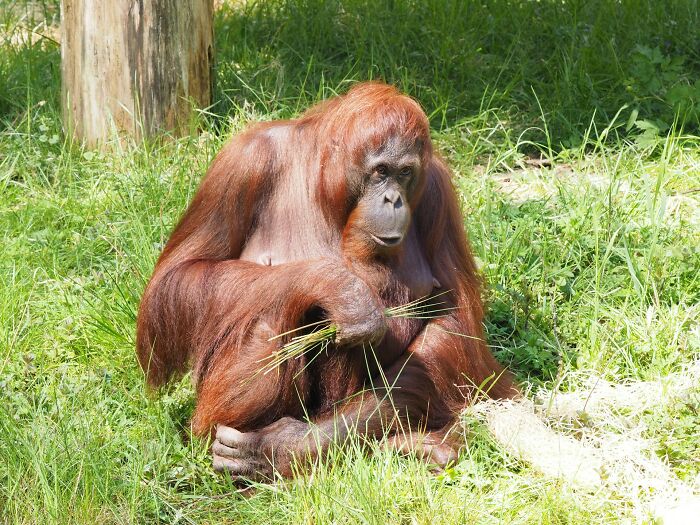 Orangutan sitting on grass, holding twigs, showcasing a fascinating aspect of the world and its diverse wildlife.