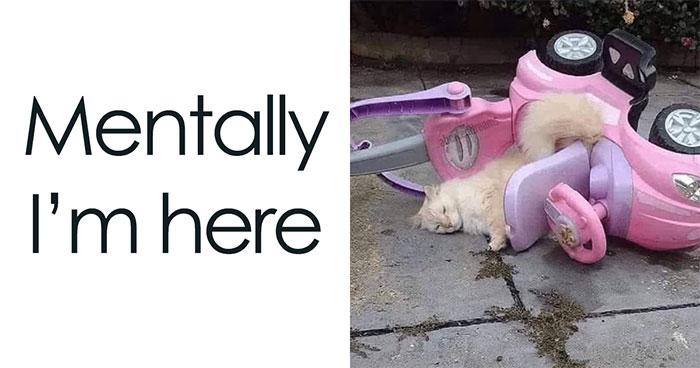 50 Times Cats Proved They’re The Funniest And Most Memeable Creatures Ever