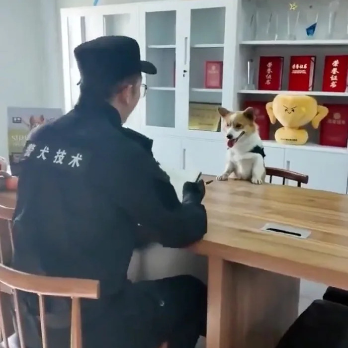 Police officer facing a corgi police dog sitting at a table, with shelves in the background.