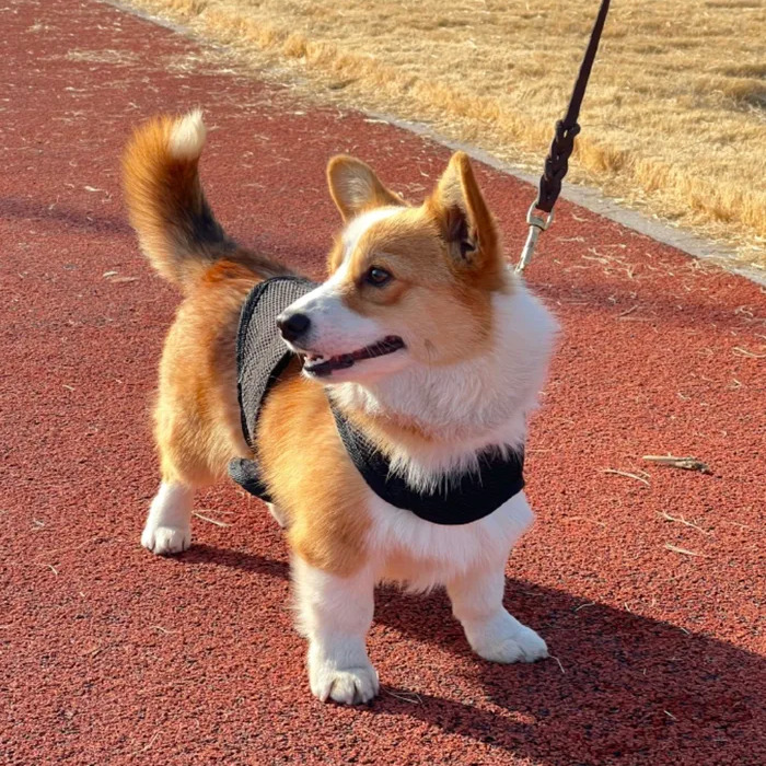 Corgi police dog on a leash standing on a track, wearing a harness.