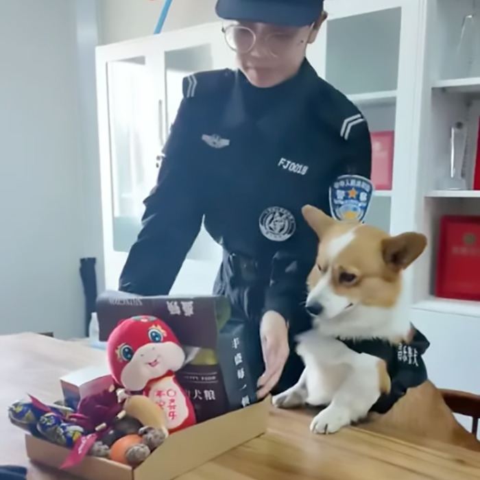 Corgi police dog at a desk with an officer, surrounded by toys and snacks, involved in a sleeping duty controversy.