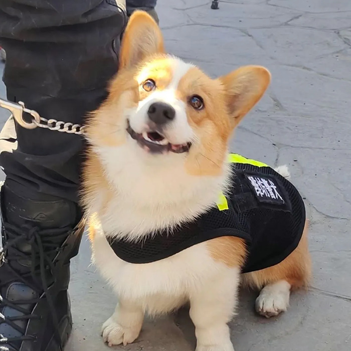 Corgi police dog on a leash, wearing a vest, looking up at its handler.