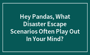 Hey Pandas, What Disaster Escape Scenarios Often Play Out In Your Mind?