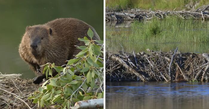 People Stunned As Beavers Complete $1.2M Project That Government Couldn't In 7 Years