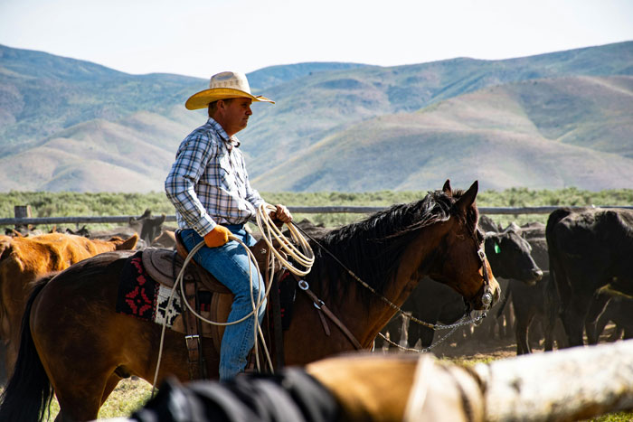 Cowboy riding a horse near a herd of cattle with mountains in the background, wearing traditional cowboy attire.