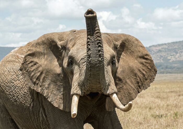 Elephant raising its trunk in the savannah, showcasing majestic wildlife and diverse facts about the world.