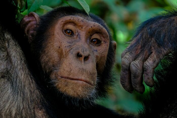 A chimpanzee close-up in a forest setting, showcasing expression and detail.