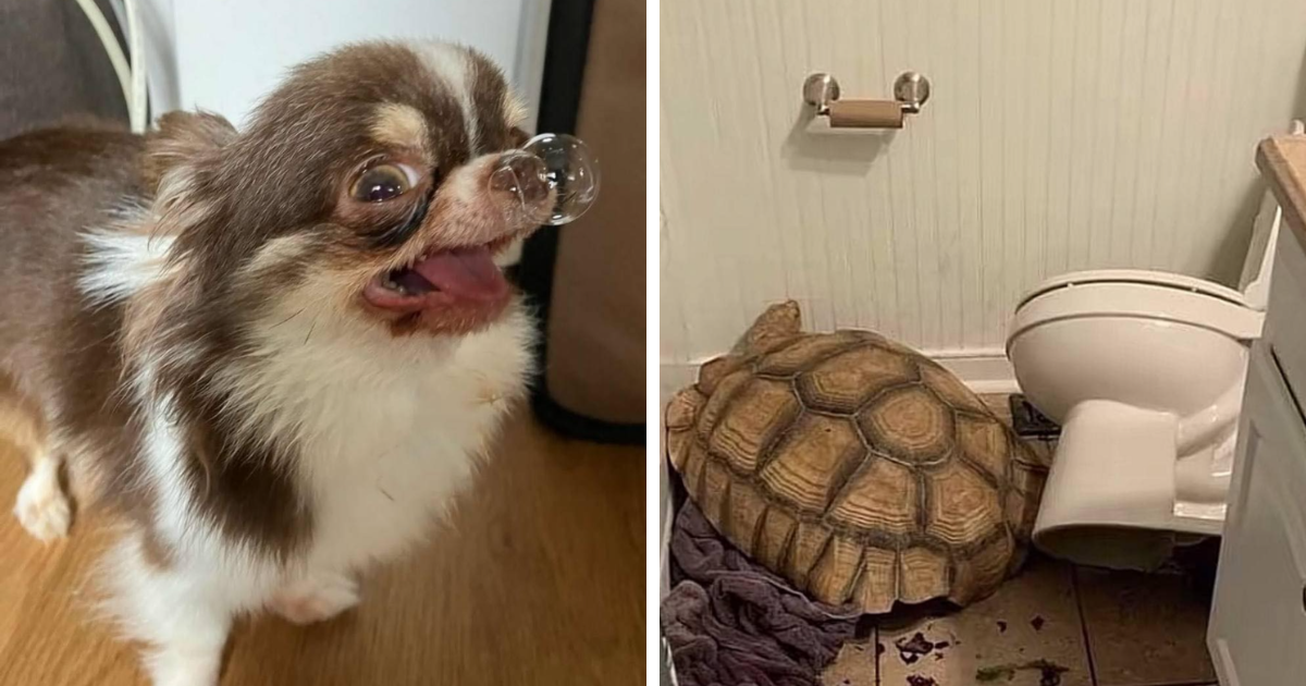 80 Hilarious Pictures Of Animals Going Off The Rails And Full “Goblin Mode” (New Pics)