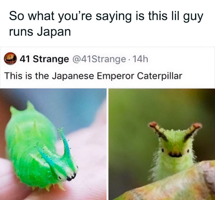 Japanese Emperor Caterpillar, humorous caption, resembling a "final boss" in real life with a vibrant green appearance.