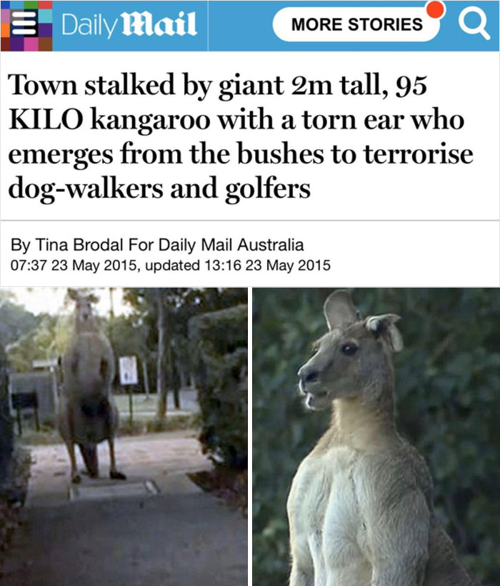 Giant kangaroo with torn ear spotted, resembles a "final boss" terrorizing a town as reported by Daily Mail.