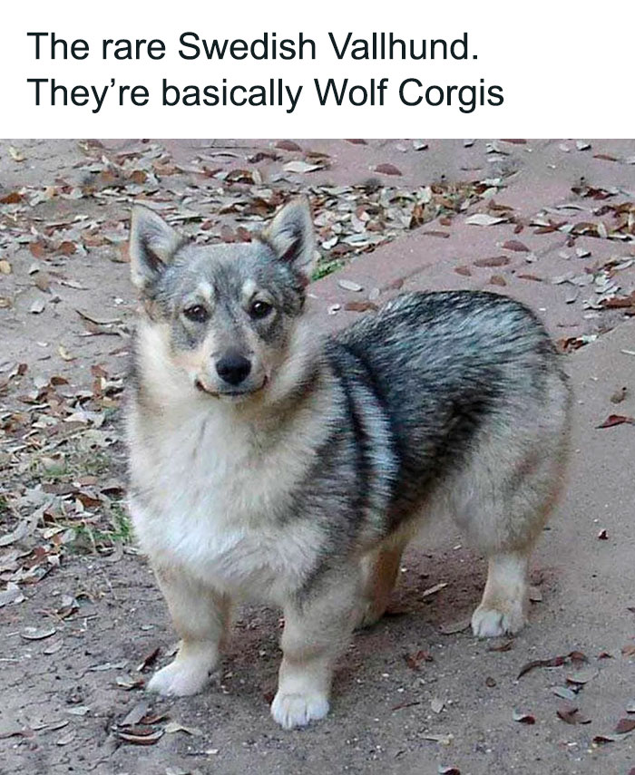 Swedish Vallhund resembling a Wolf Corgi, standing on a leaf-covered path, spotted as a "final boss" in real life.