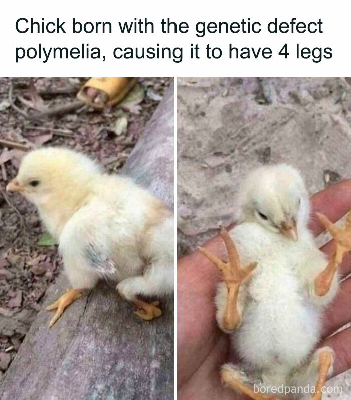 Chick with polydactyly anomaly, featuring four legs, in a real-life 'final boss' encounter image.