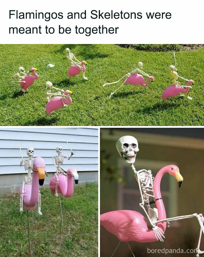 Skeletons humorously riding pink flamingo lawn ornaments, showcasing meme humor for women.