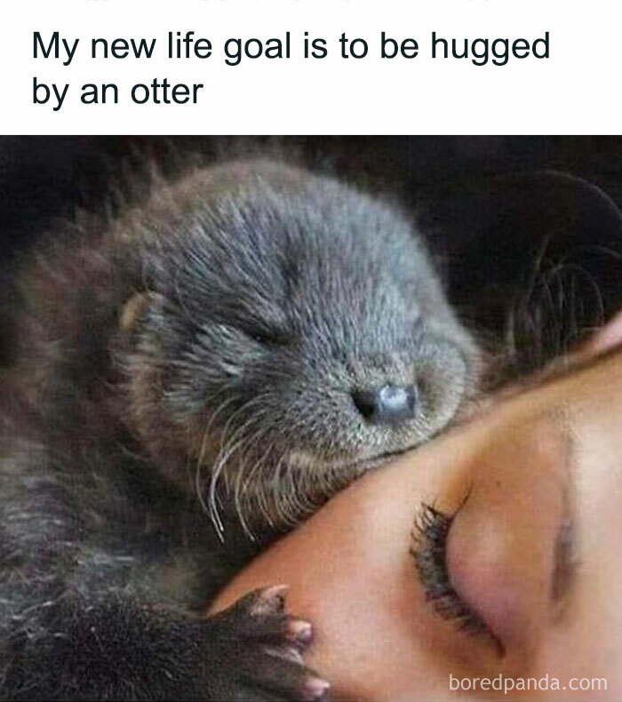 Woman humor meme showing a cute otter cuddling a person's face, with caption about wanting to be hugged by an otter.